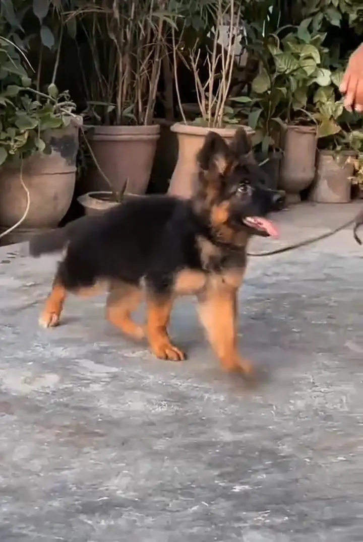 German Shepherd PUPPY ARE MASK 03231251297 WhatsApp — photo 3