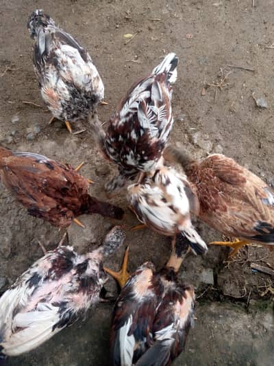 Pure Java Aseel Chiks age 4 Months | High Quality | Islamabad`