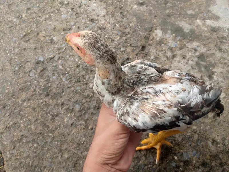 Pure Java Aseel Chiks age 4 Months | High Quality | Islamabad` — photo 2