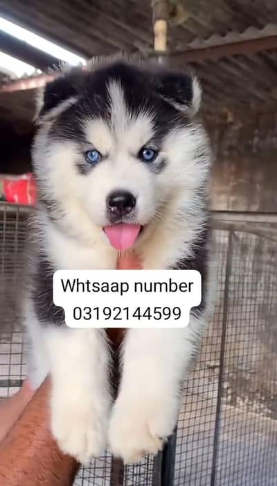 Siberian husky fore sale