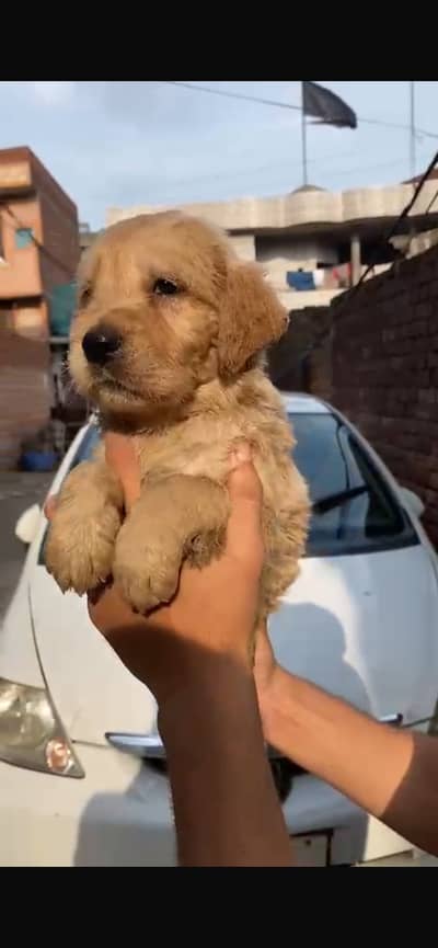 Golden retriever females  age 45days