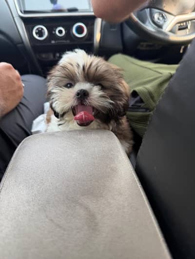 Cute ShihTzu Male