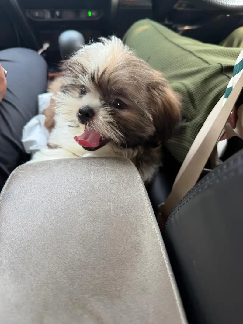 Cute ShihTzu Male — photo 2