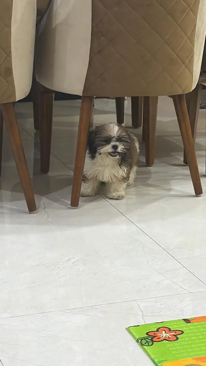 Cute ShihTzu Male — photo 3