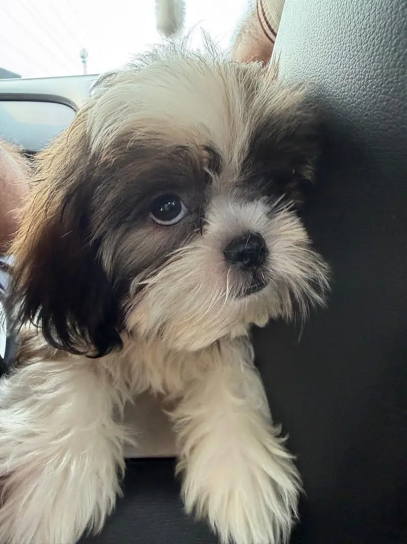 Cute ShihTzu Male — photo 4