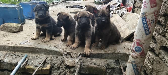 Pure working line ddr german shepard pupies available sable and bi col