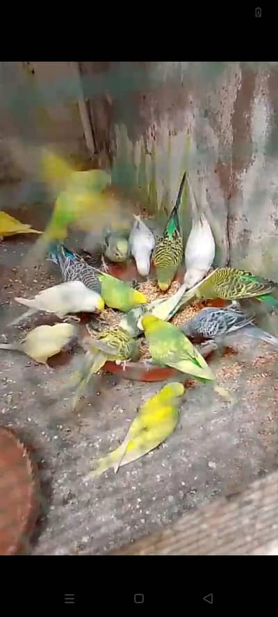 budgies breeder coloni