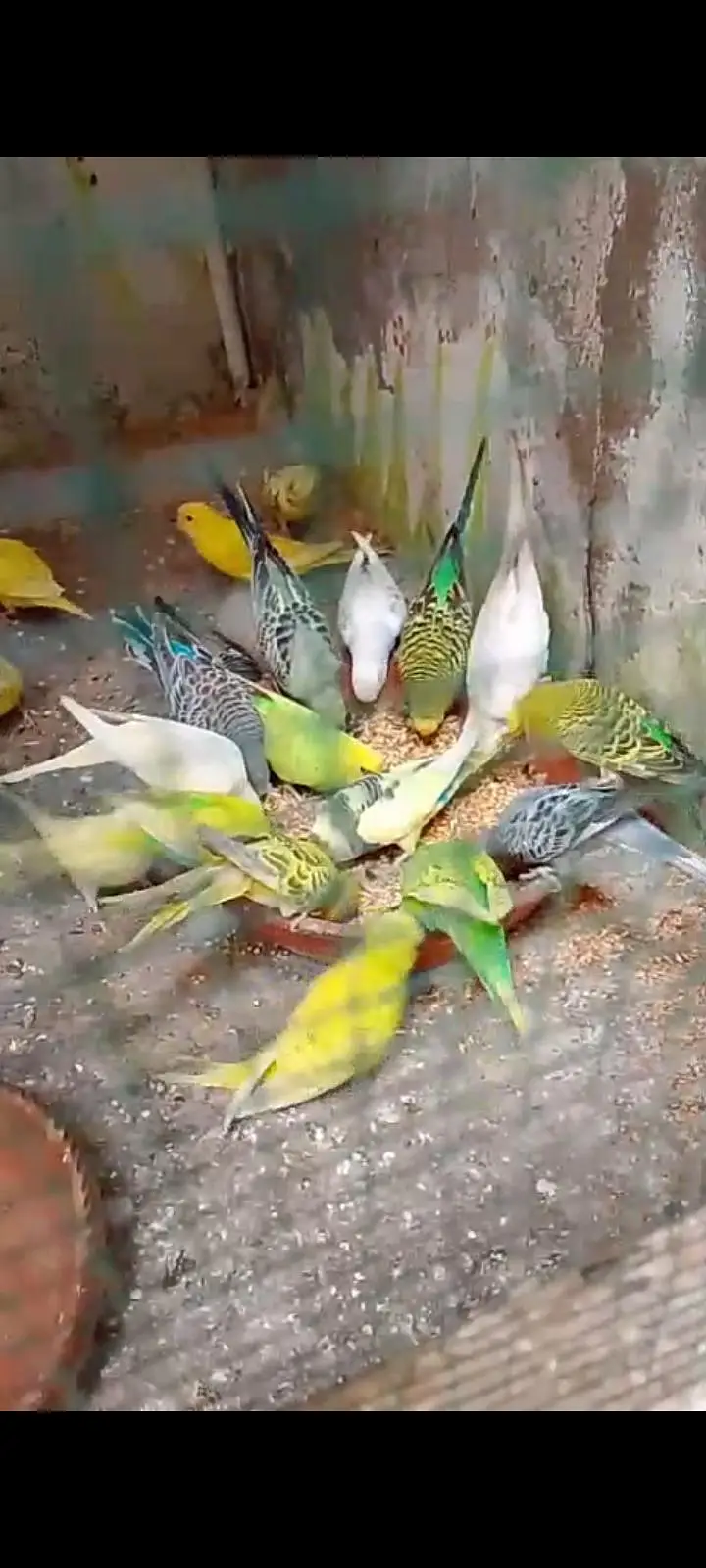 budgies breeder coloni — photo 2