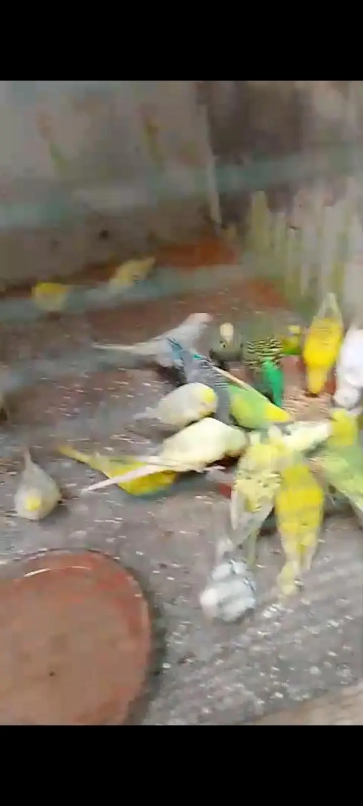 budgies breeder coloni — photo 3