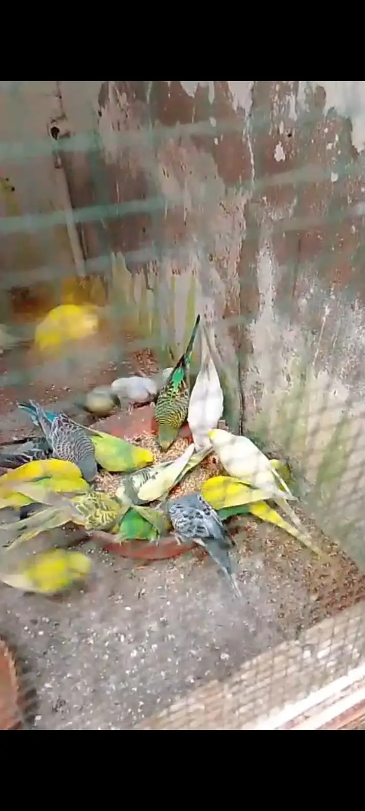 budgies breeder coloni — photo 4