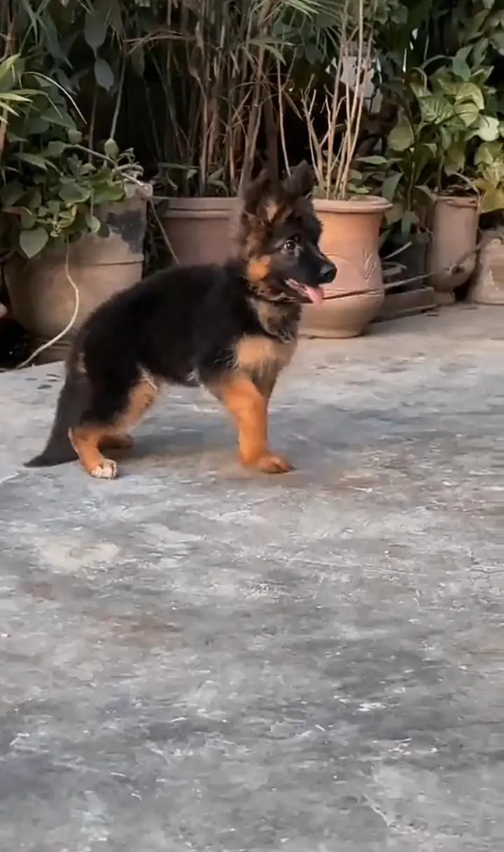 German Shepherd PUPPY ARE MASK 03231251297 WhatsApp — photo 3