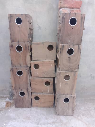 kikar ka box 10pc