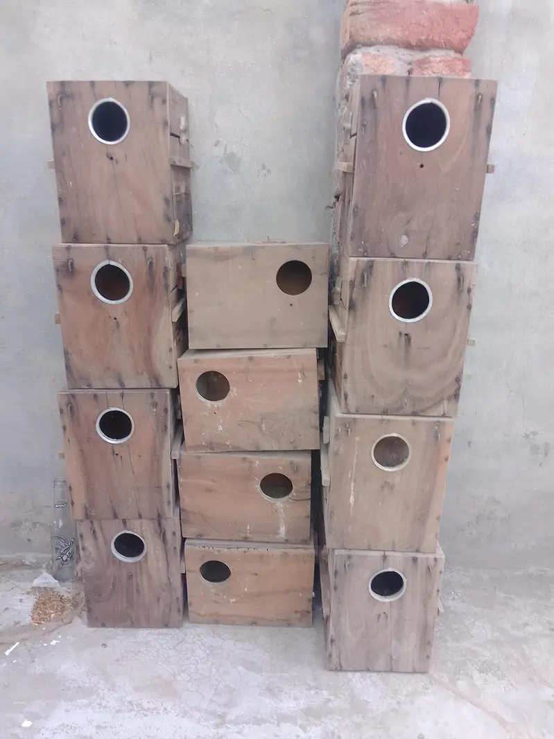 kikar ka box 10pc