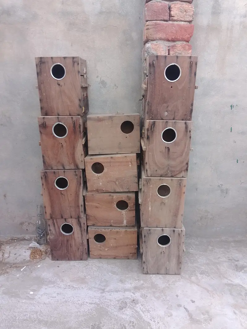 kikar ka box 10pc — photo 2
