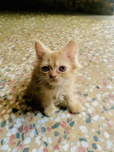 Urgent sale