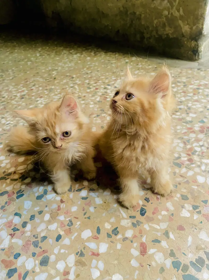 Urgent sale — photo 2