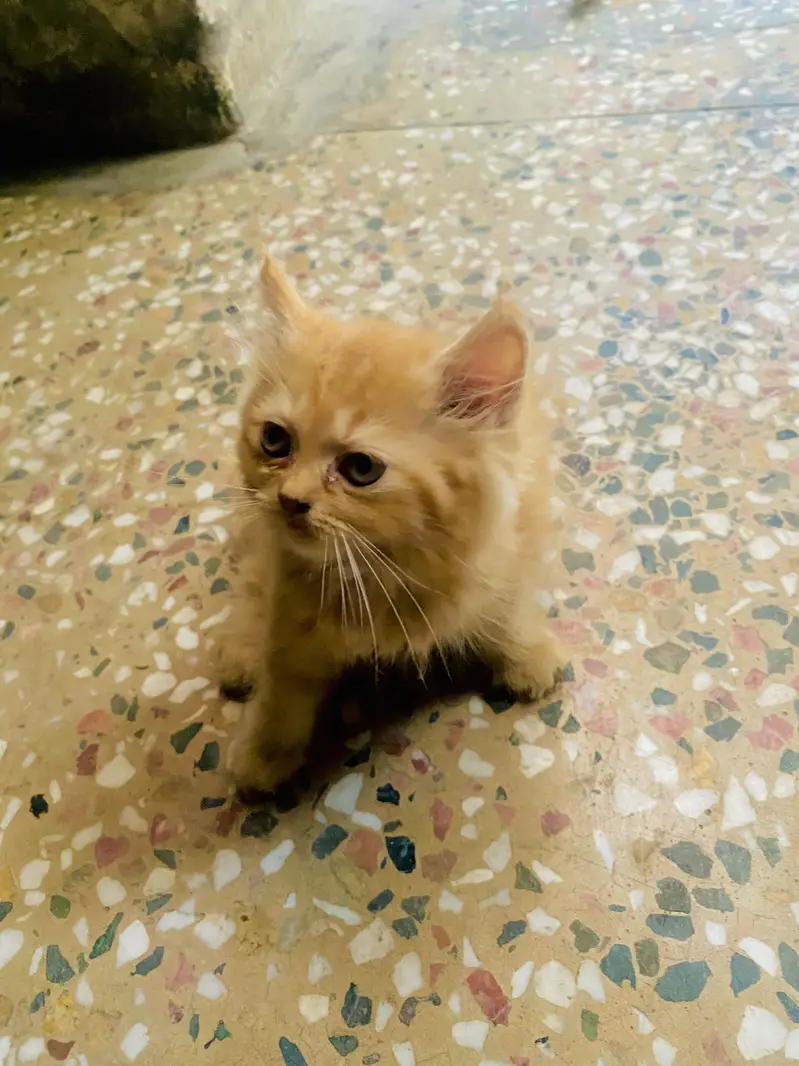 Urgent sale — photo 3
