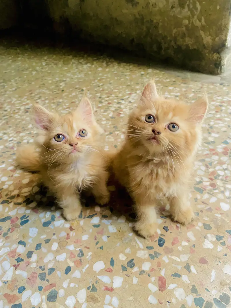 Urgent sale — photo 4