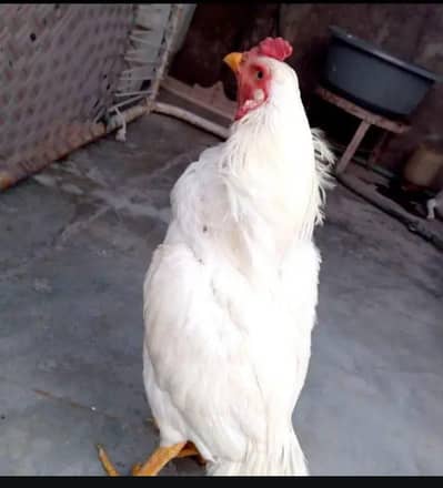 heera assel