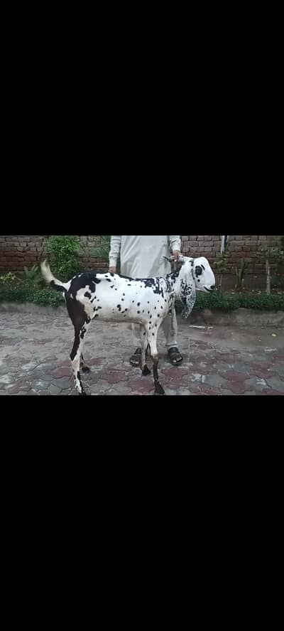2 dant 2 females for sale .