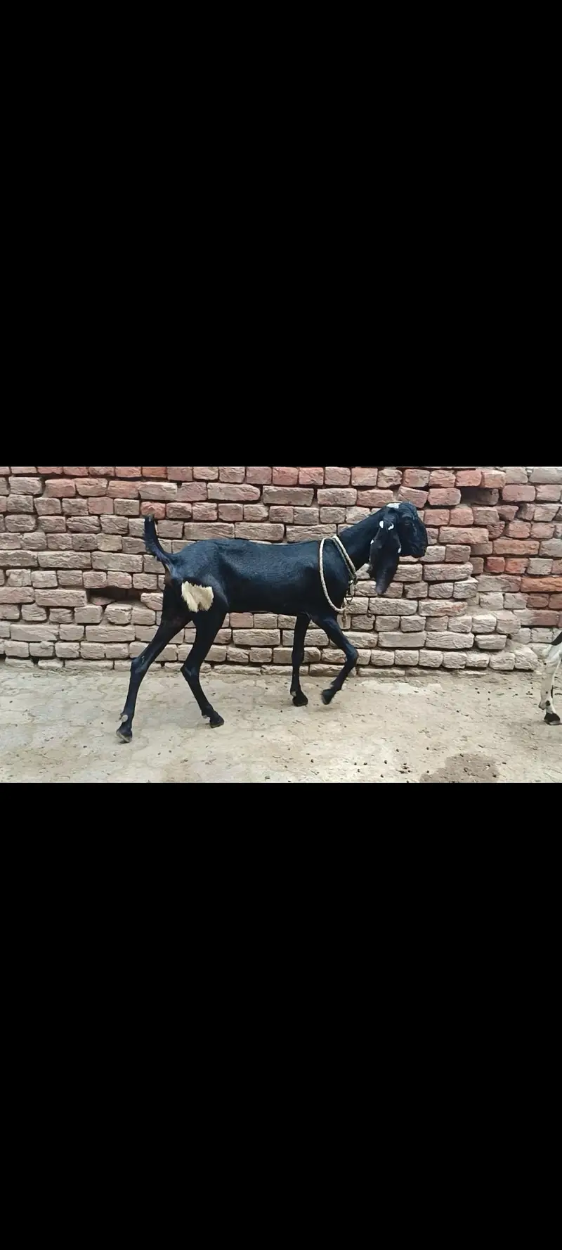 2 dant 2 females for sale . — photo 2
