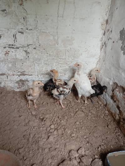 Aseel chicks 1.5 month 03260070200