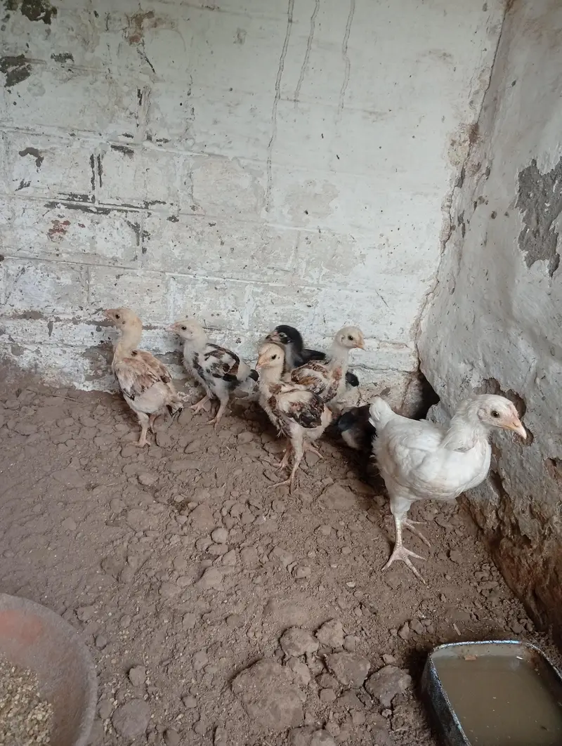 Aseel chicks 1.5 month 03260070200 — photo 2