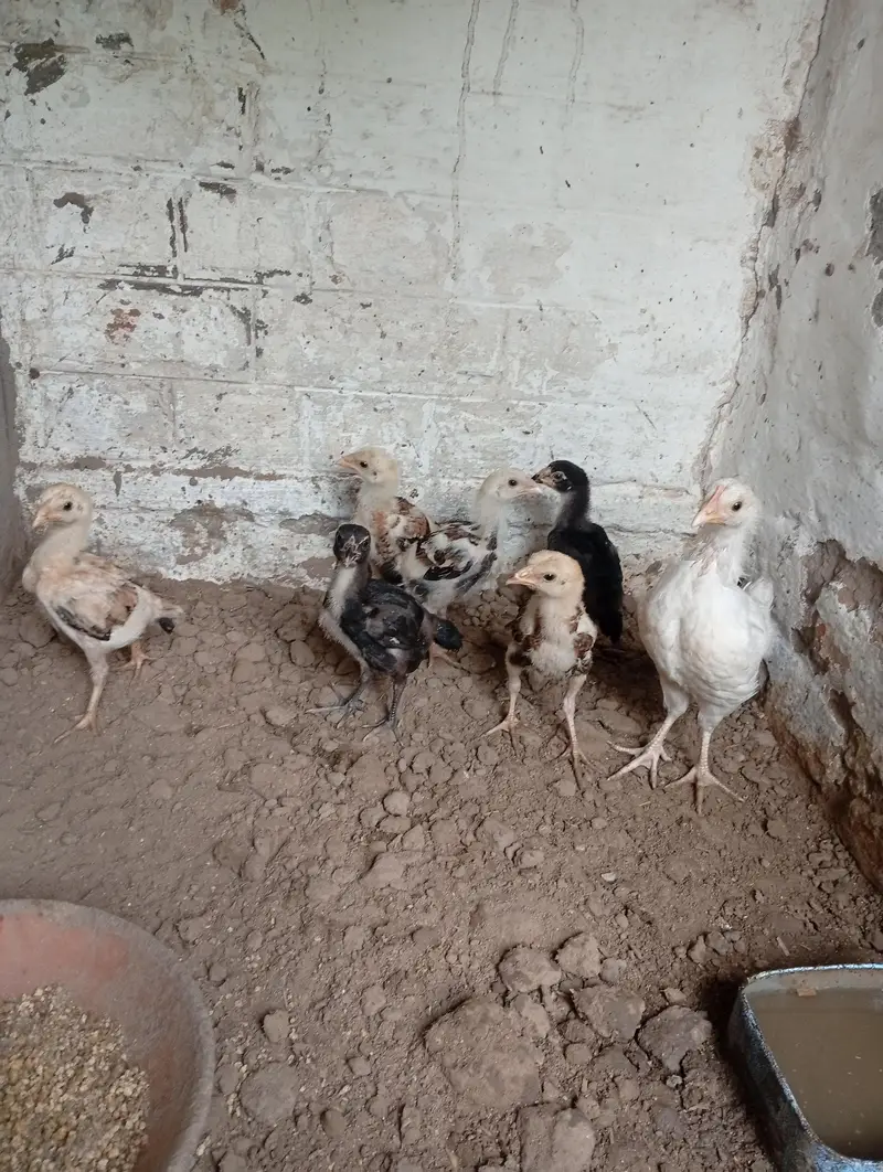 Aseel chicks 1.5 month 03260070200 — photo 3
