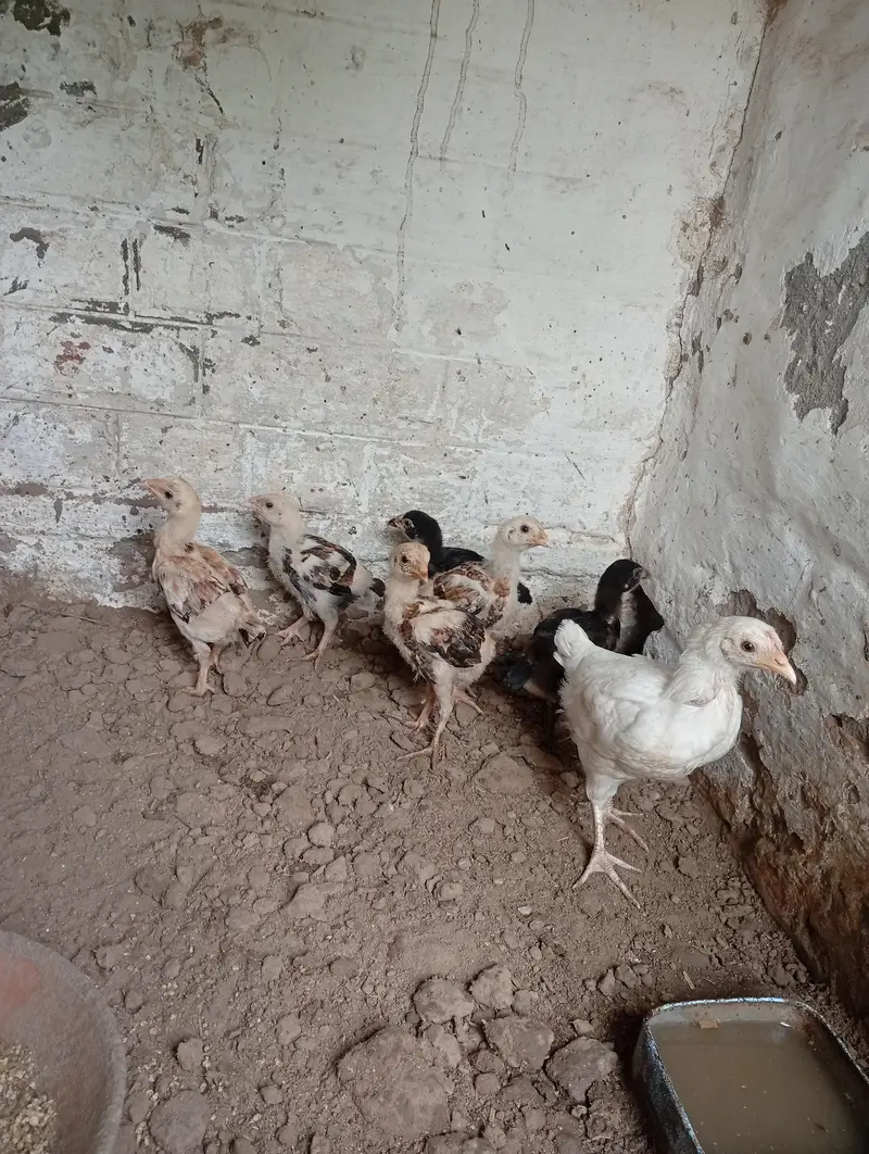 Aseel chicks 1.5 month 03260070200 — photo 4