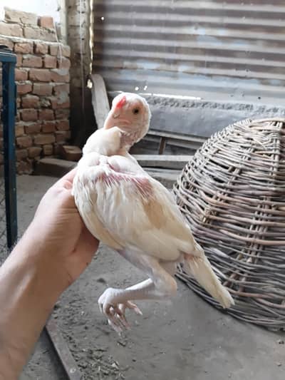 Aseel heera chicks/high quality aseel chicks/Paperwhite heera