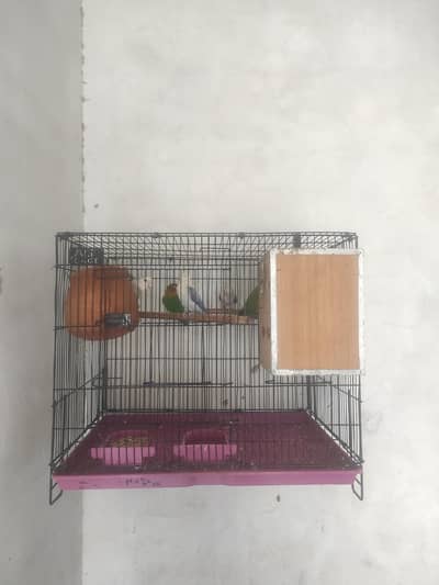 100% breeder 3 pairs available breeder pairs