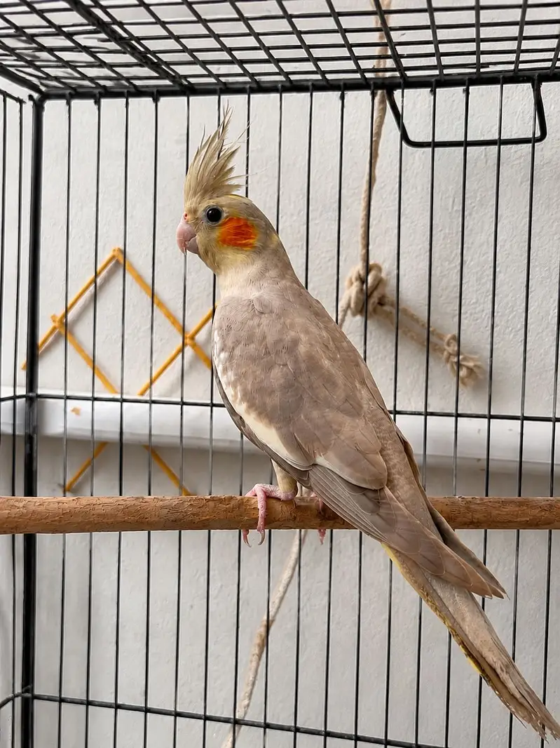 Cockatiels For SALE (Read Description) — photo 2