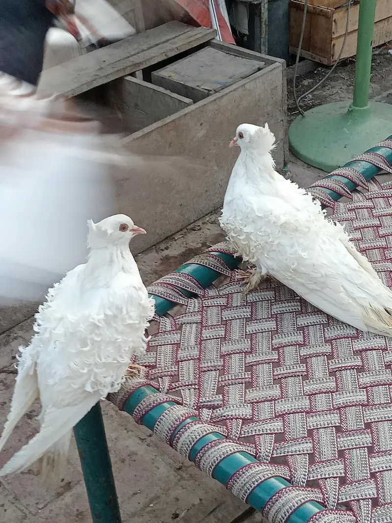 firil pair — photo 2