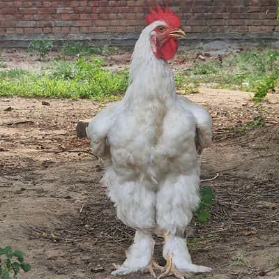 WHITE HEAVY BUFF MALE