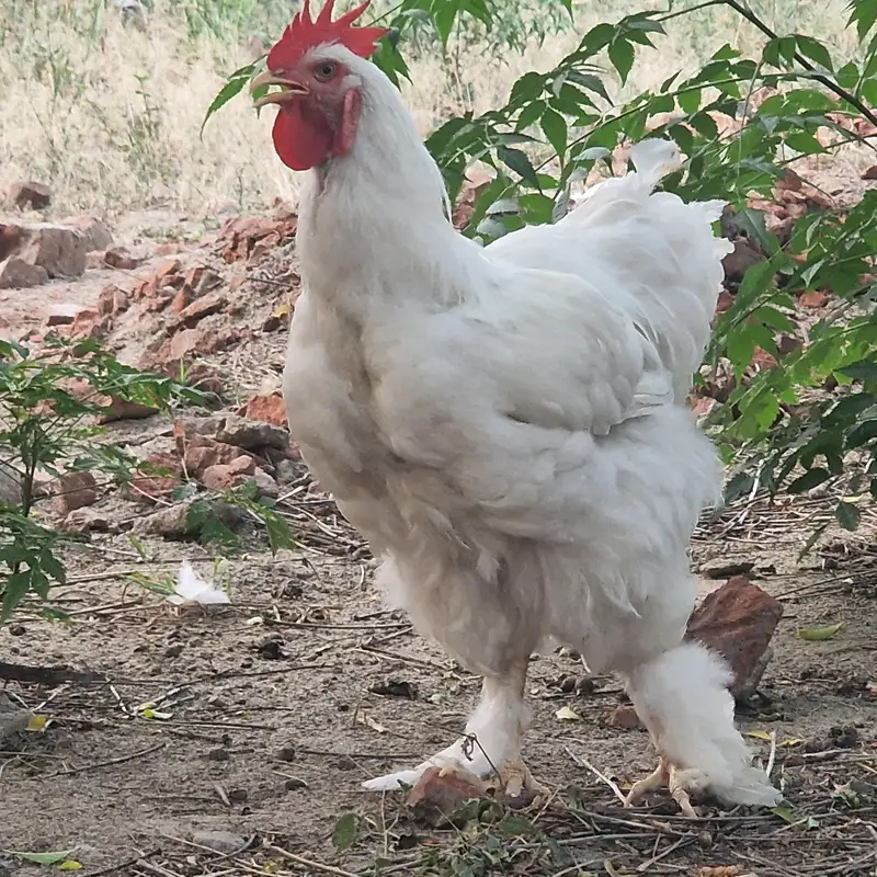 WHITE HEAVY BUFF MALE — photo 3