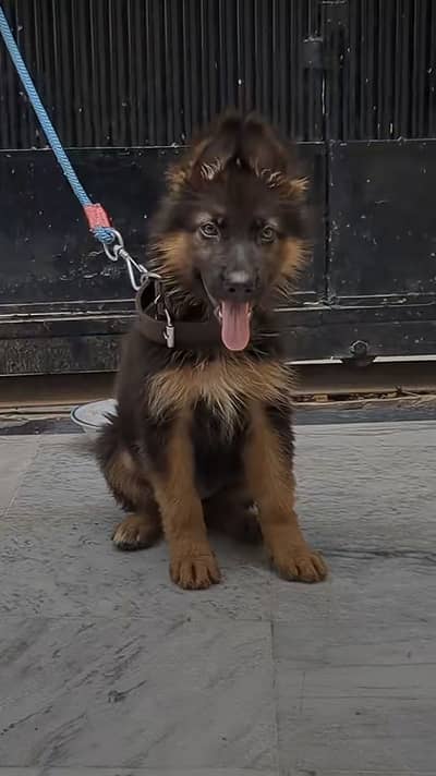 German shepherd puppy