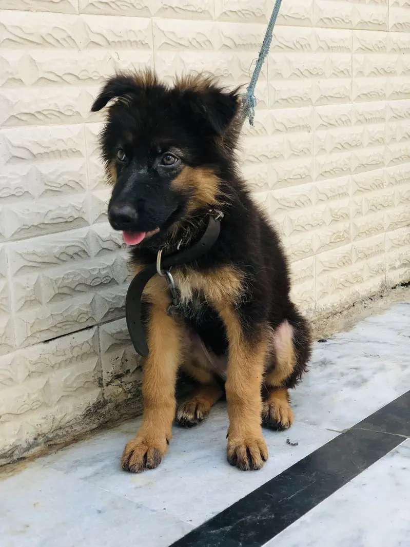 German shepherd puppy — photo 2