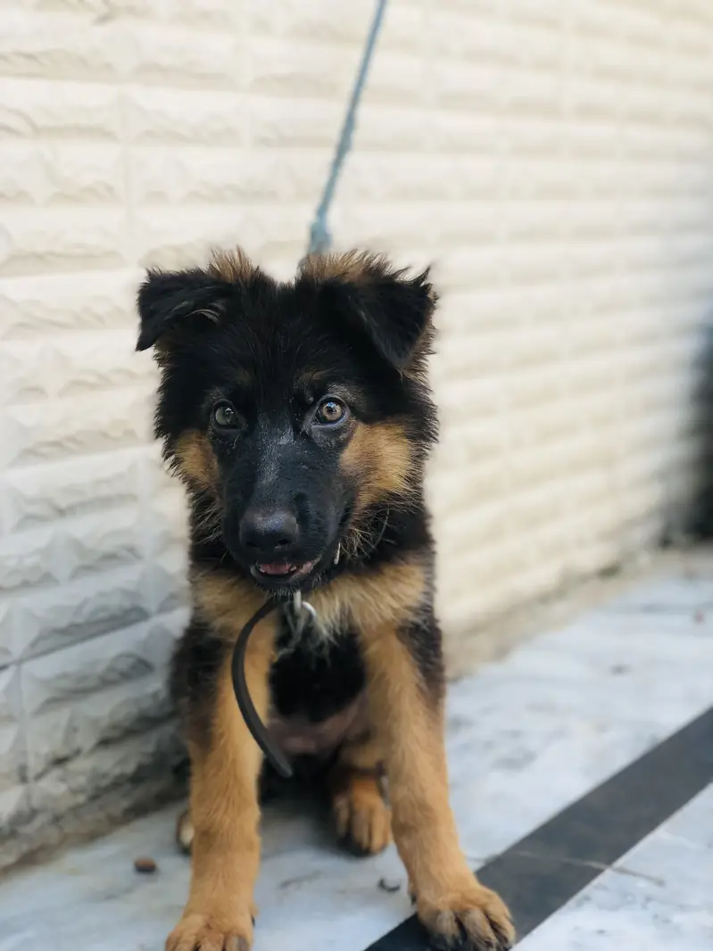 German shepherd puppy — photo 3