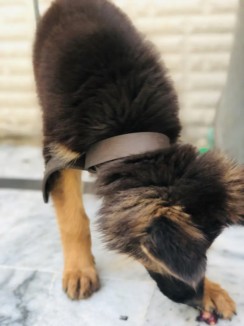 German shepherd puppy — photo 4