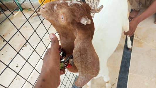 bakri for sale