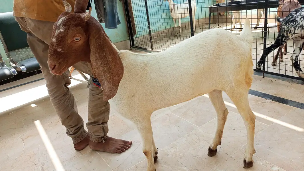 bakri for sale — photo 2