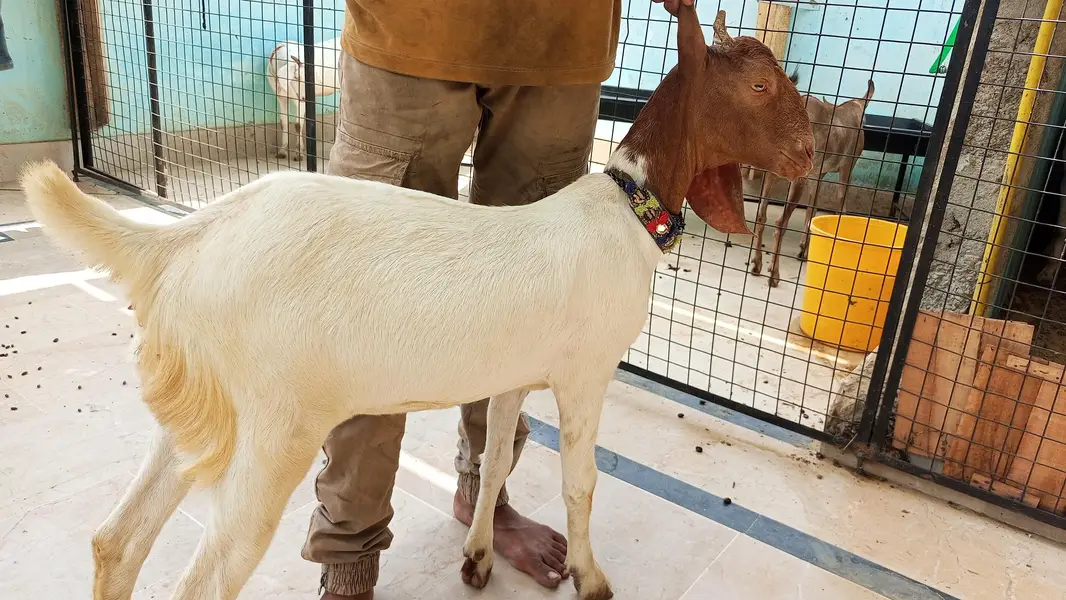bakri for sale — photo 3