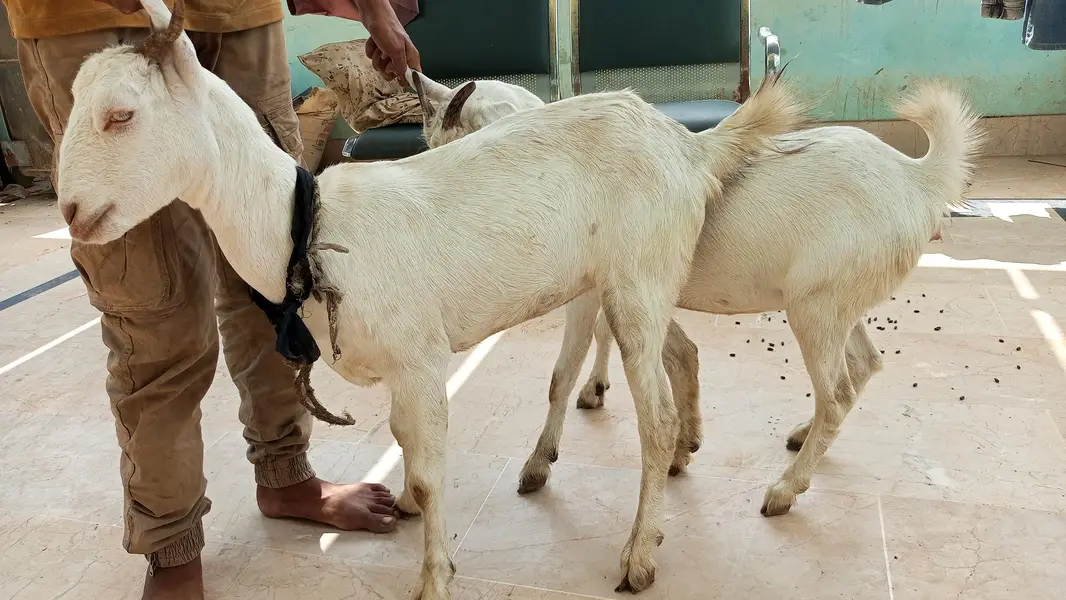 bakri for sale — photo 4