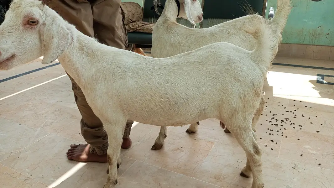 bakri for sale — photo 5
