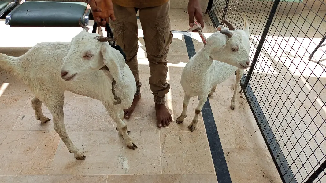 bakri for sale — photo 6