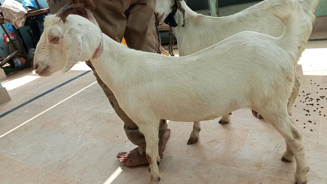 bakri for sale — photo 7