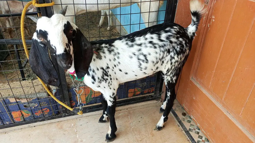 bakri for sale — photo 8