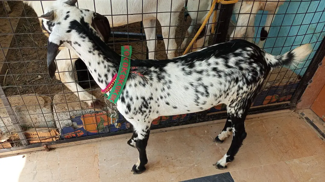 bakri for sale — photo 9