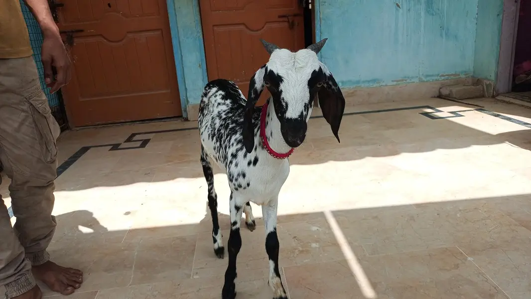 bakri for sale — photo 10