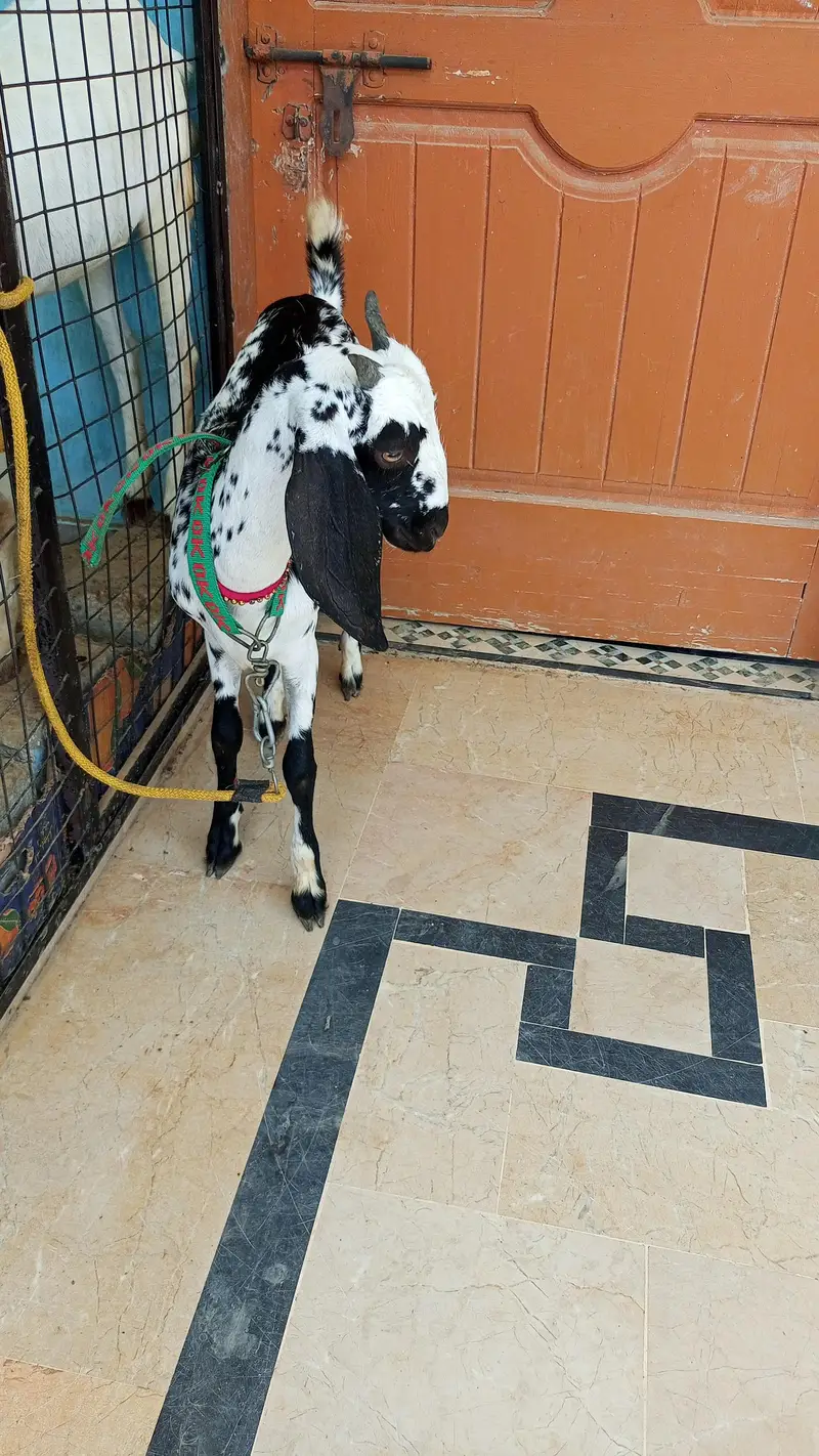 bakri for sale — photo 11